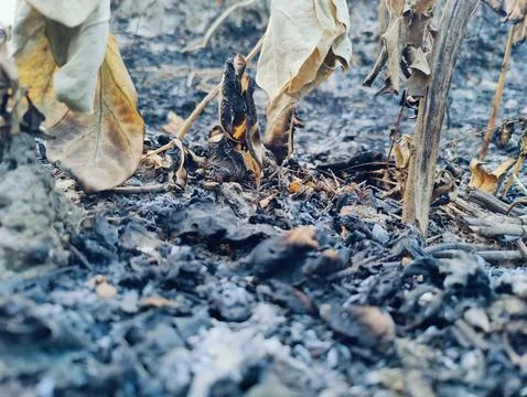 Charred stems and ash-covered ground captured in sharp close-up, showing ra.. Fotos de archivo