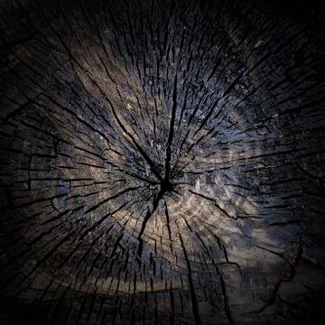Charred stump close-up as background Photos
