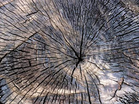 Charred stump close-up as background Stock Photos