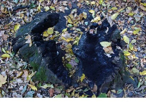 Charred stump Stock Photos