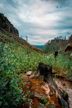Charred stump 스톡 사진