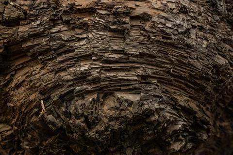Charred Texture of Burned Sequoia Trunk Foto stock