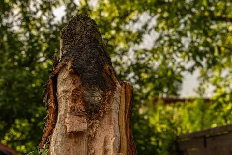 Charred tree after lightning strike during storm and wind storm, damage in .. Stock Photos