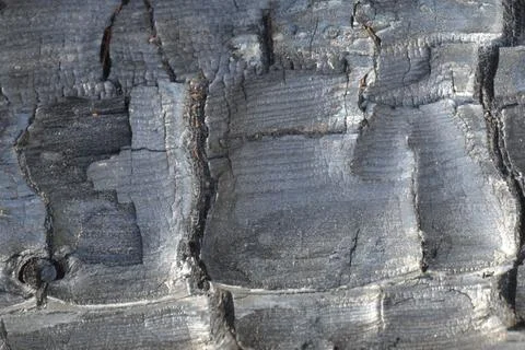 Charred tree, after a violent forest fire Stock Photos