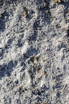 Charred Tree Ash Remains Stock Photos