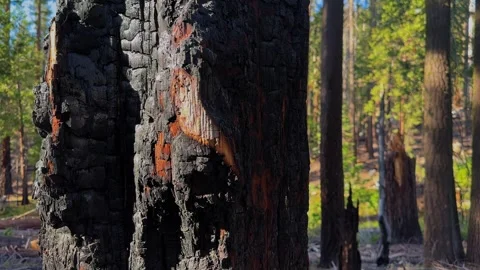 Charred Tree Bark Showing Wildfire Damage in California Forest Stock Footage 345511459
