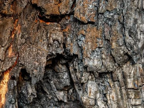 Charred tree bark texture with cracked black details after a forest fire. Stock Photos