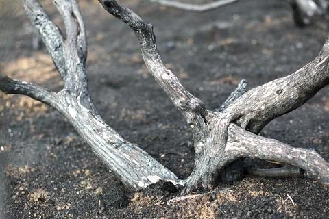 Charred Tree Branch in Burnt Forest After Fire Stock Photos