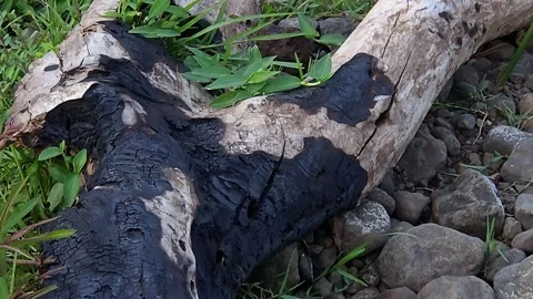 Charred tree log resting on a rocky riverbed surrounded by smooth pebbles and gr Video stock 347159095