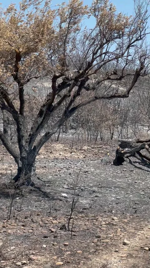 Charred tree stands amidst scorched earth and blackened vegetation Stock Footage 312299669