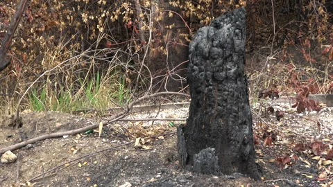 Charred tree stump after the fire Stock Footage 285247395