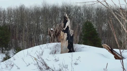 Charred Tree Stump With Burn Marks on Hill in Winter Valley, Trees in Distance Stock Footage 169968822