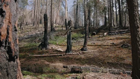 Charred Tree Stumps and Burnt Forest After Wildfire Sequoia Park Stock Footage 314894093