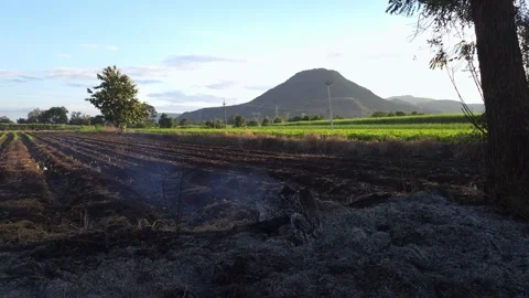 Charred Tree Trunk Smoldering in Ash Pile: Gray organic residue blankets a tille Stock Footage 345907817
