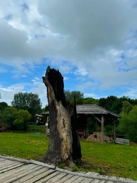 Charred Tree Trunk Stands Alone in Countryside Setting Stock Photos