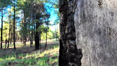 Charred Tree Trunk In A Sunlit Pine Forest Stock Photos