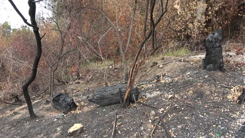 Charred tree trunks after the fire Stock Footage 285247326