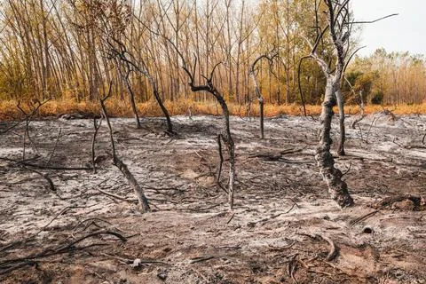 Charred tree trunks and scorched earth in a forest damaged by wildfire. Bur.. Fotos Stock