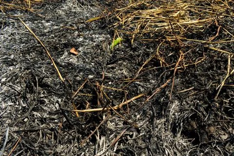 Charred Tree Trunks Damage After Wildfire Stock Photos