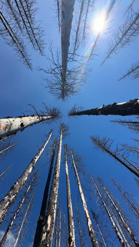 Charred tree trunks standing against a clear sky, aftermath of a forest fire Stock Footage 333277593