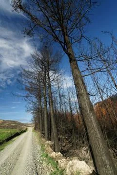 Charred trees after a forest fire, Wakefield, New Zealand. Stock Photos
