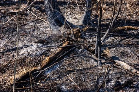 Charred trees after a forest fire. Natural tragedy Stock Photos