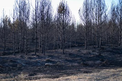 Charred trees after a forest fire, on burnt land, forest fires, extinguishing Stock Photos