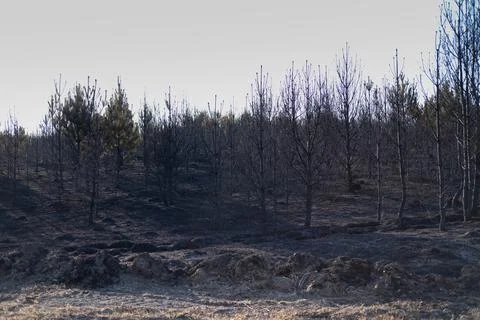 Charred trees after a forest fire, on burnt land, forest fires, extinguishing Stock Photos