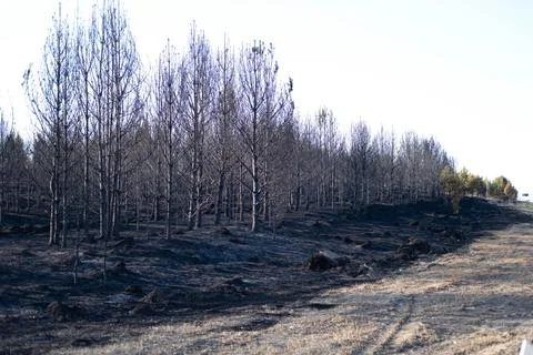 Charred trees after a forest fire, on burnt land, forest fires, extinguishing Stock Photos
