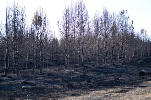 Charred trees after a forest fire, on burnt land, forest fires, extinguishing Stock Photos