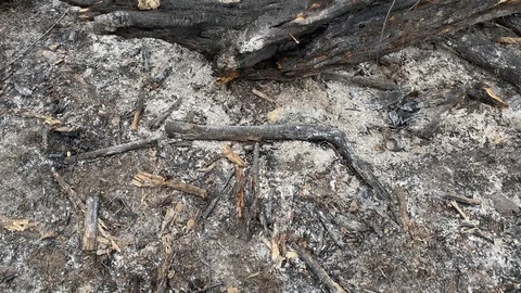 Charred trees and grass after a fire in the forest Stock Footage 127556224