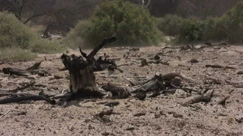 Charred Trees 스톡 동영상 920164