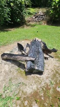 Charred trunk in the grass 스톡 사진