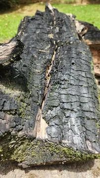 Charred trunk with moss Stock Photos