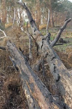 Charred trunks of trees after fire Stock Photos