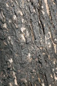 Charred Willow Tree Stock Photos