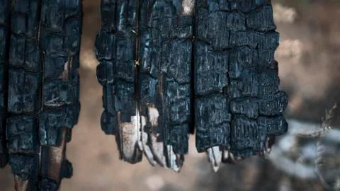 Charred Wood With Splinters Texture Foto stock