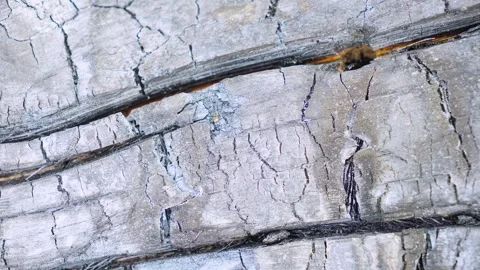 Charred Wood Texture Close-Up, Burnt Tree Surface Detail, The rough Vidéo 335222242