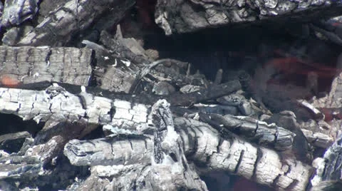 Charred woods 動画素材 22921516