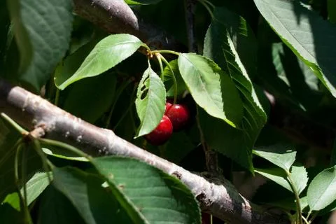 Charry tree Stock Photos