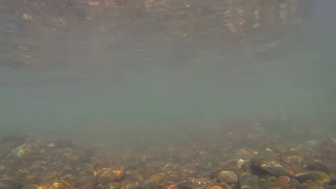 Chars swim over spawning pit with brown rocks closeup Stock Footage 116602041