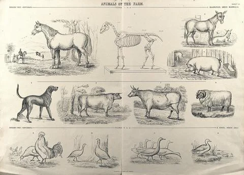 A chart of farm animals consisting of quadrupeds (horse, donkey, pig, dog, .. Stock Illustration