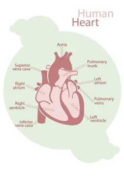 Chart of human heart Stock Illustration