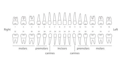 The chart of human teeth, vector illustration Stock Illustration
