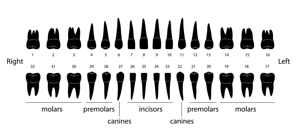 The chart of human teeth, vector illustration Stock Illustration