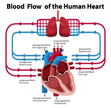 Chart showing blood flow of human heart Stock Illustration