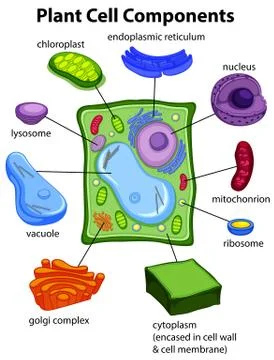 Chart showing plant cell components Stock-Illustration