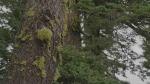 Chartreuse lichen Video stock 244769238