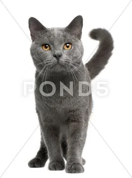 Chartreux cat, 16 months old, standing in front of white background Stock Photos