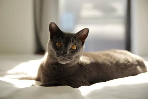 Chartreux cat lying on a bed in sunlight Stock Photos